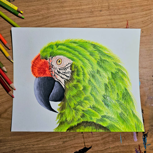 Green Military Macaw Drawing