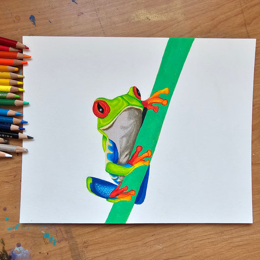 Red Eyed Tree Frog Drawing