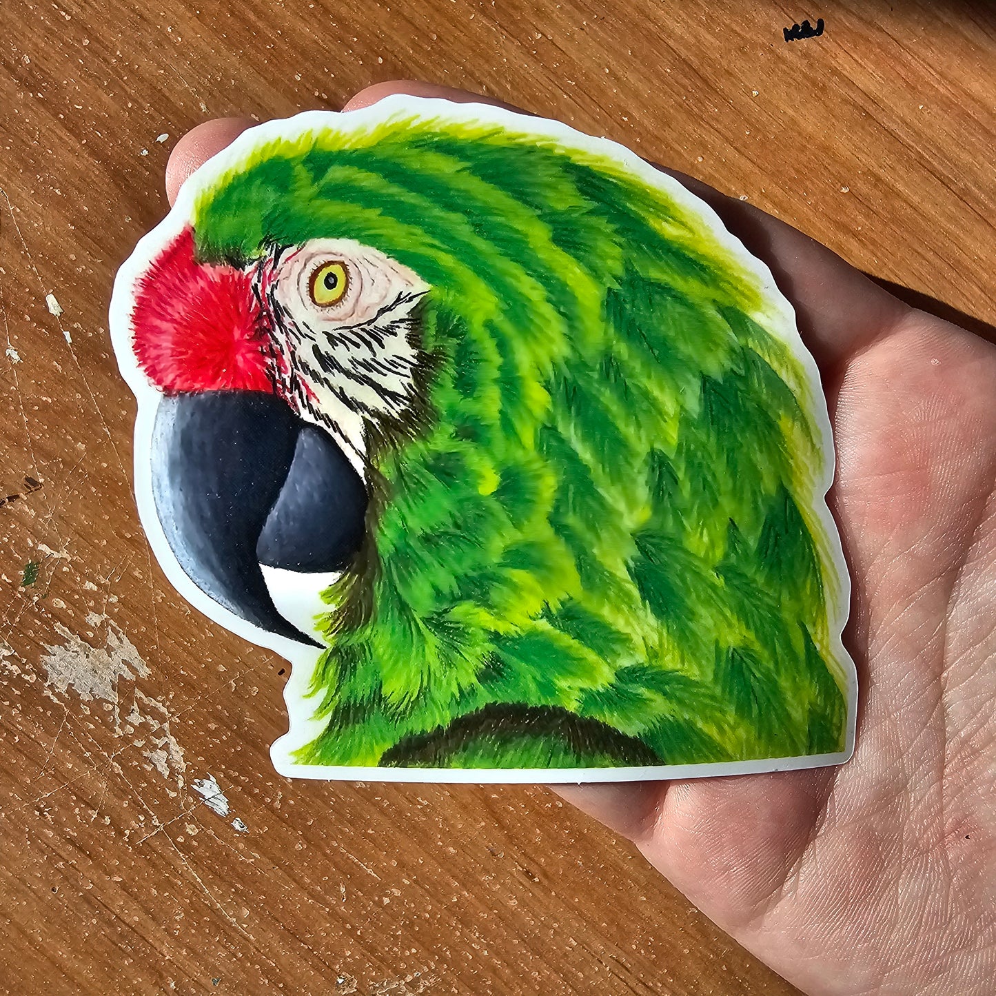 Green Military Macaw Sticker