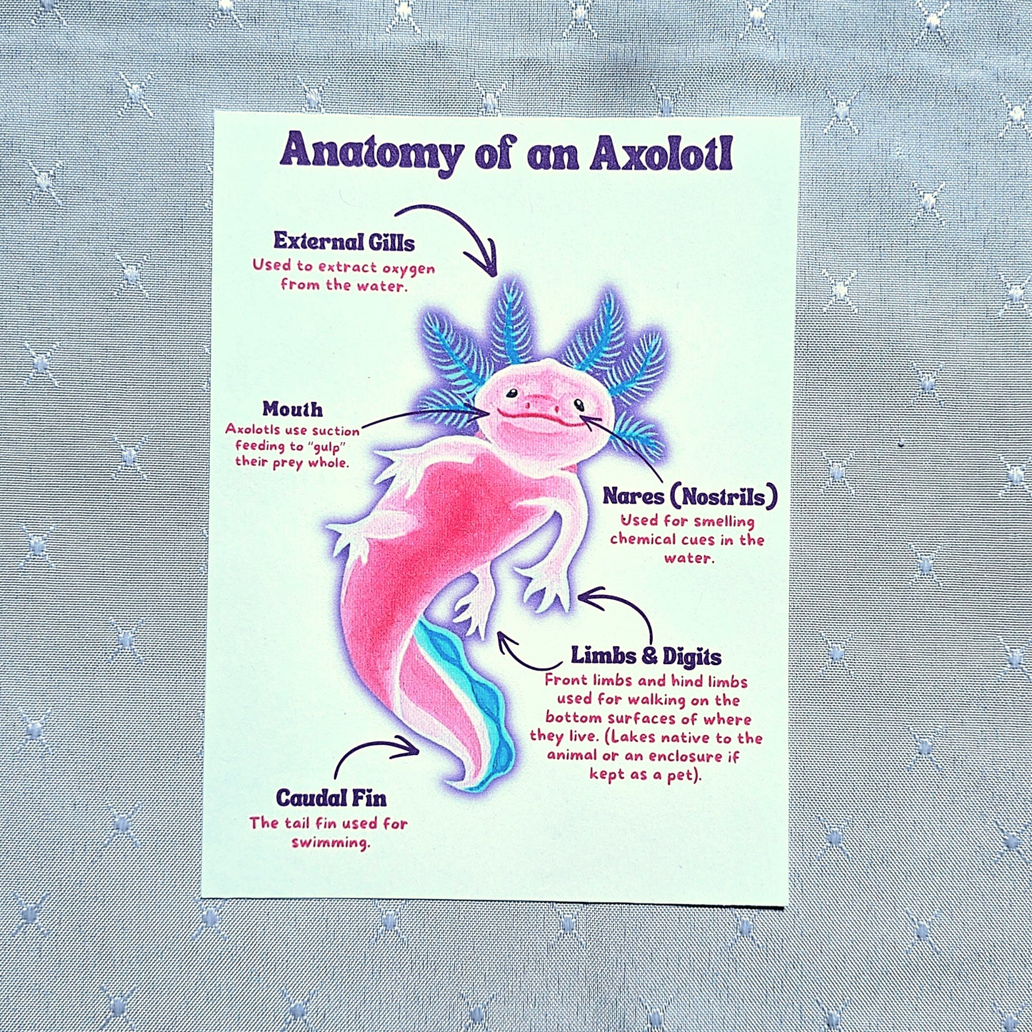 Bubble Buddies Monthly Print Club