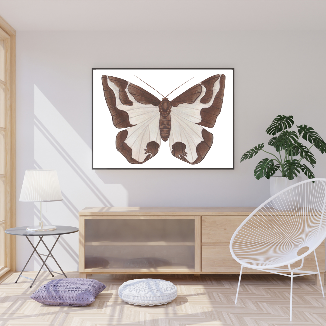 Clouded Border Moth Print