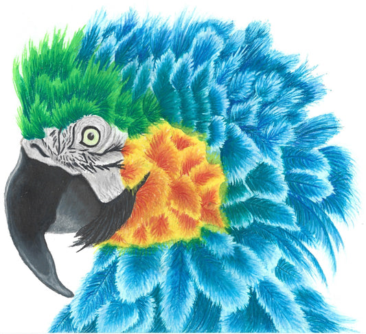 Blue and Golden Macaw Print