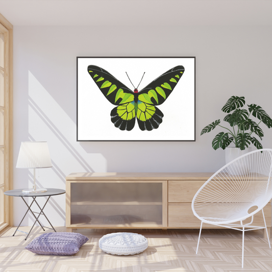 Rajah Birdwing Butterfly Print