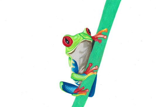 Red Eyed Tree Frog Print