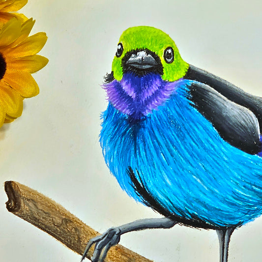 Paradise Tanager Drawing