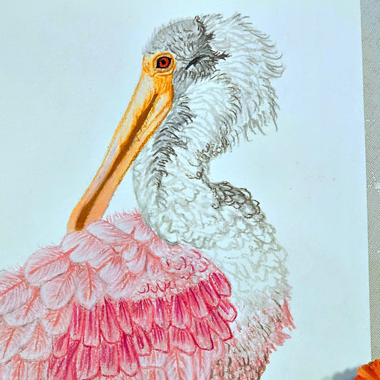 Roseate Spoonbill Drawing