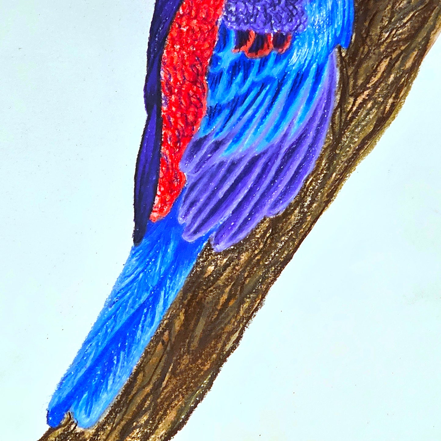Crimson Rosella Drawing