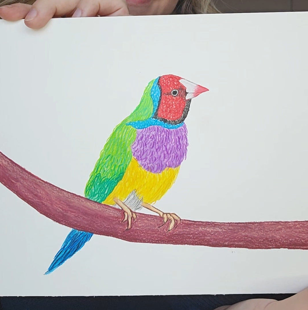 Gouldian finch