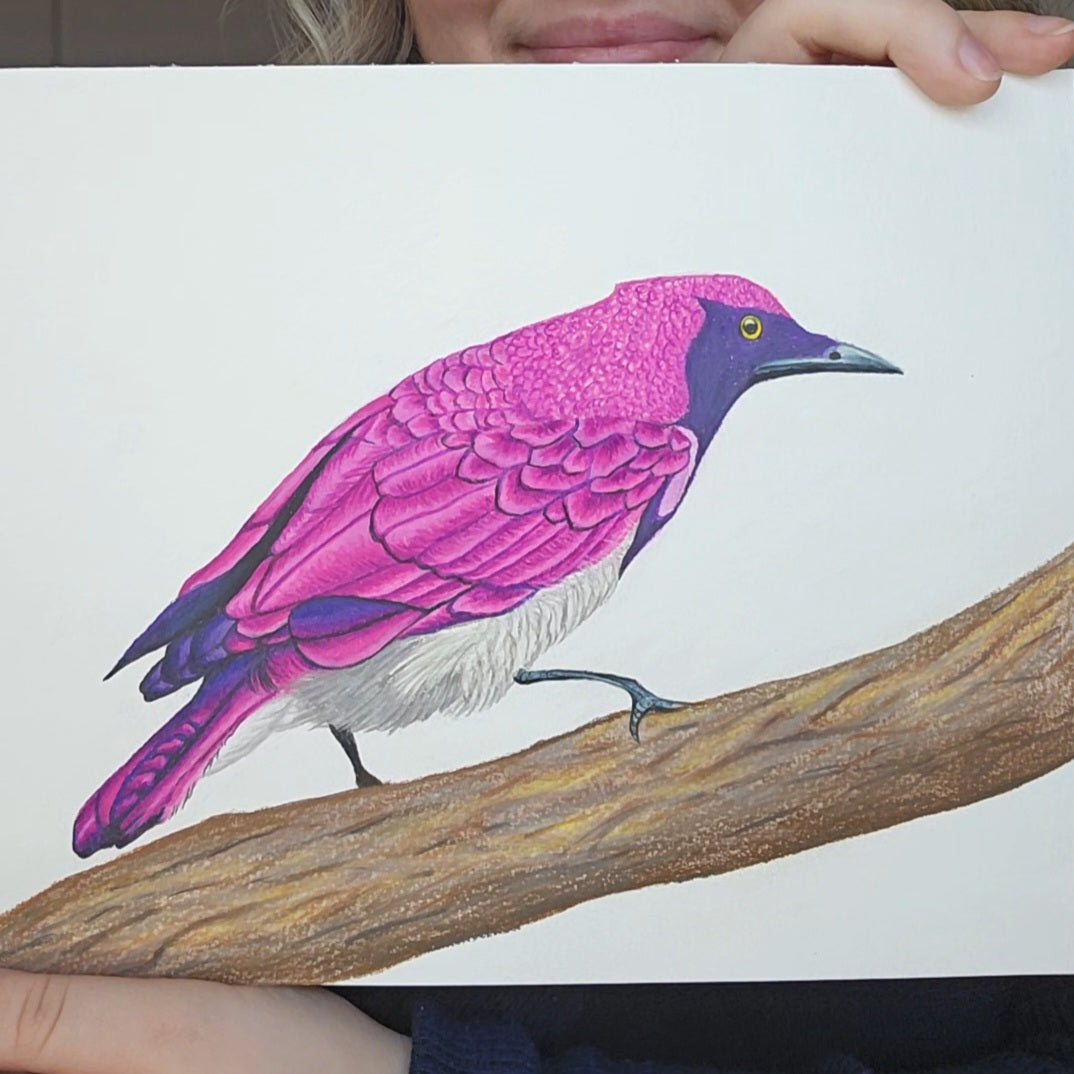Violet Backed Sterling