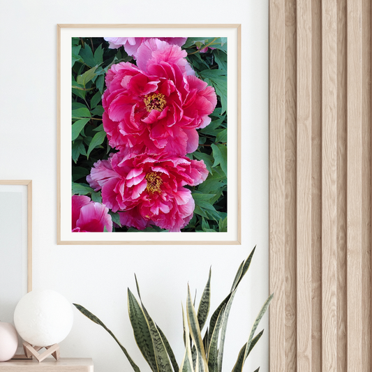 Pink Peony Print