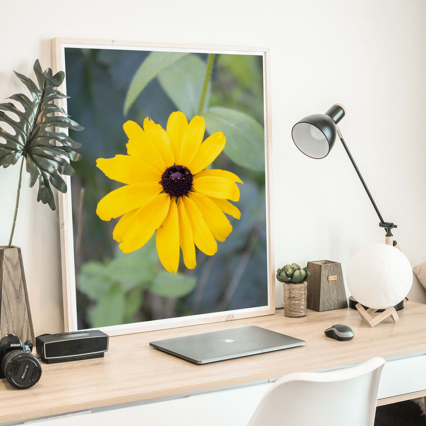 Black Eyed Susan Photo Print