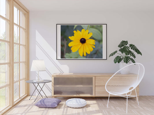 Black Eyed Susan Photo Print