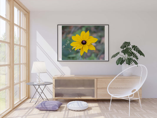 Black Eyed Susan Photo Print