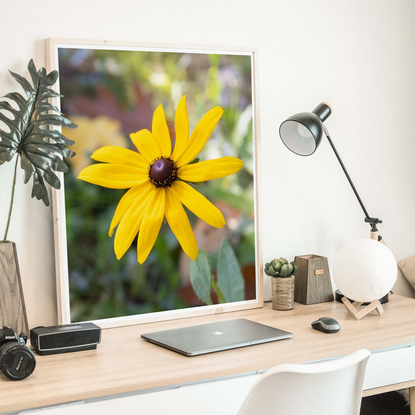 Black Eyed Susan Photo Print