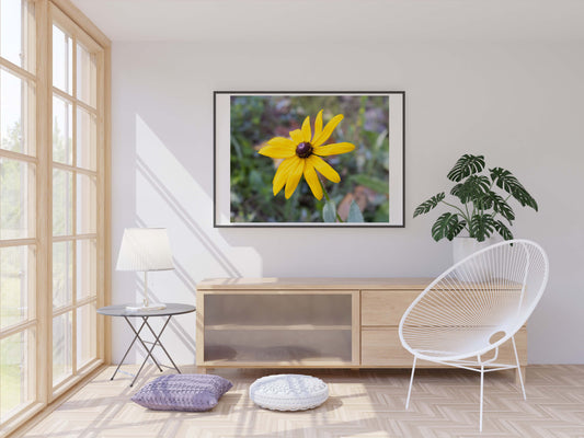 Black Eyed Susan Photo Print