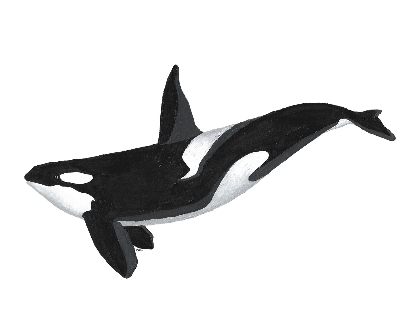 Kiska the Orca Print