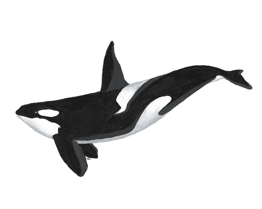 Kiska the Orca Print