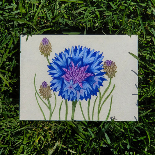 Bachelors Button Framed Painting