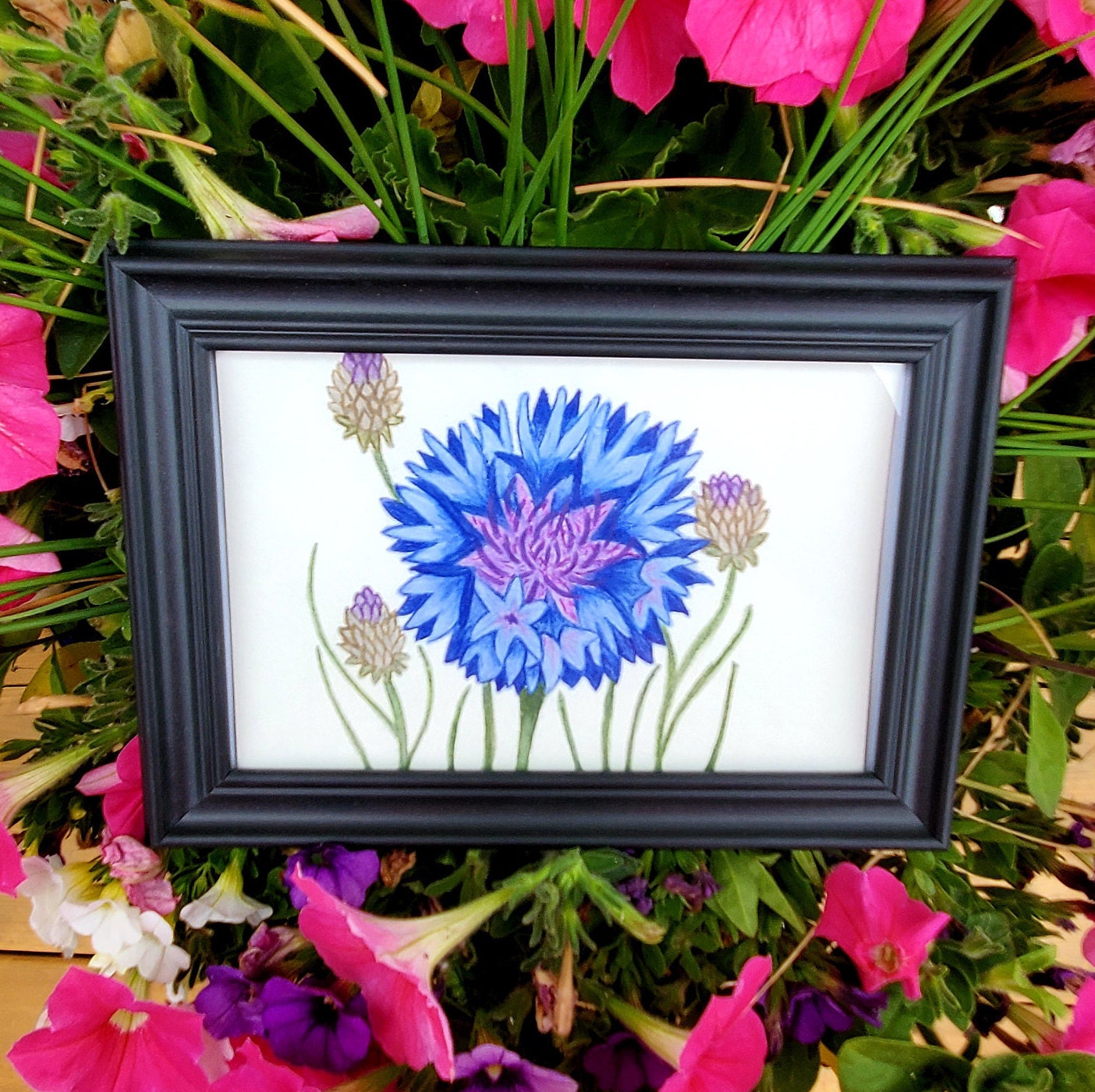 Bachelors Button Framed Painting