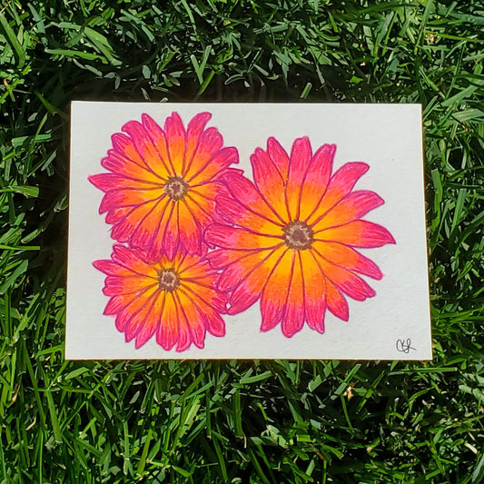 African Daisy Framed Painting