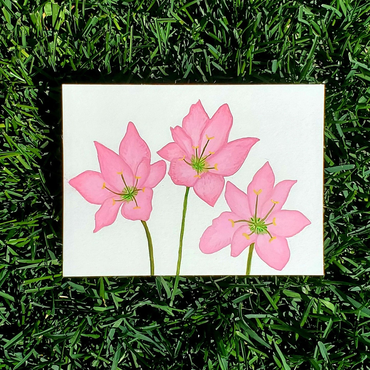 Zephyranthes Flower Framed Painting