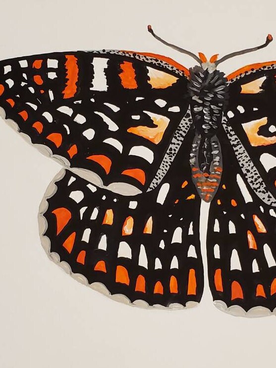 Quino Checkerspot Butterfly Painting