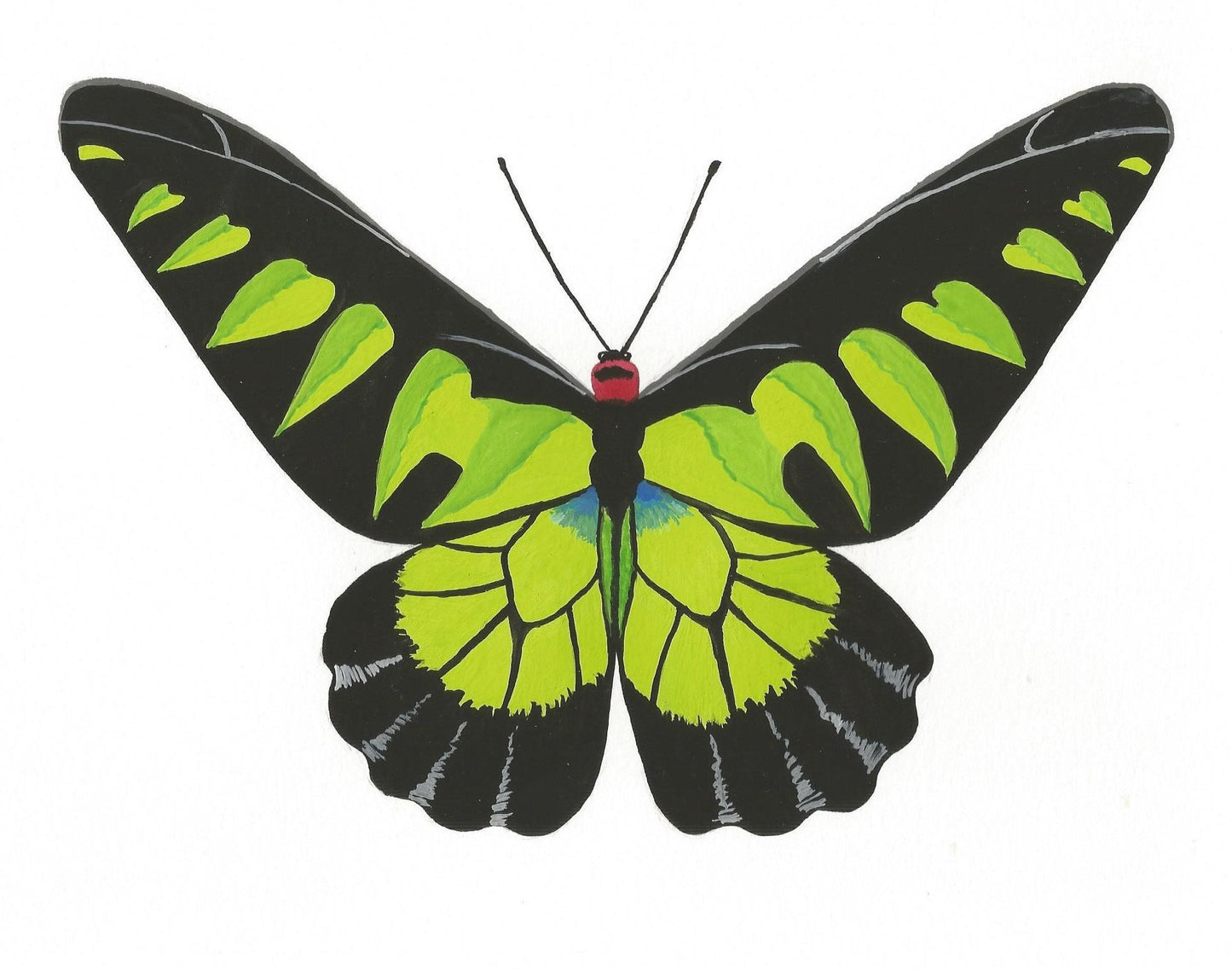 Rajah Brooke's Birdwing Butterfly Painting