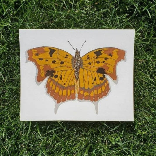 Question Mark Butterfly Painting