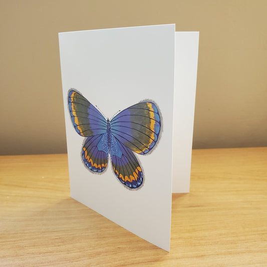 Karner Blue Butterfly Greeting Card