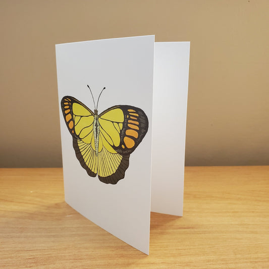 Yellow Orange Tip Butterfly Greeting Card