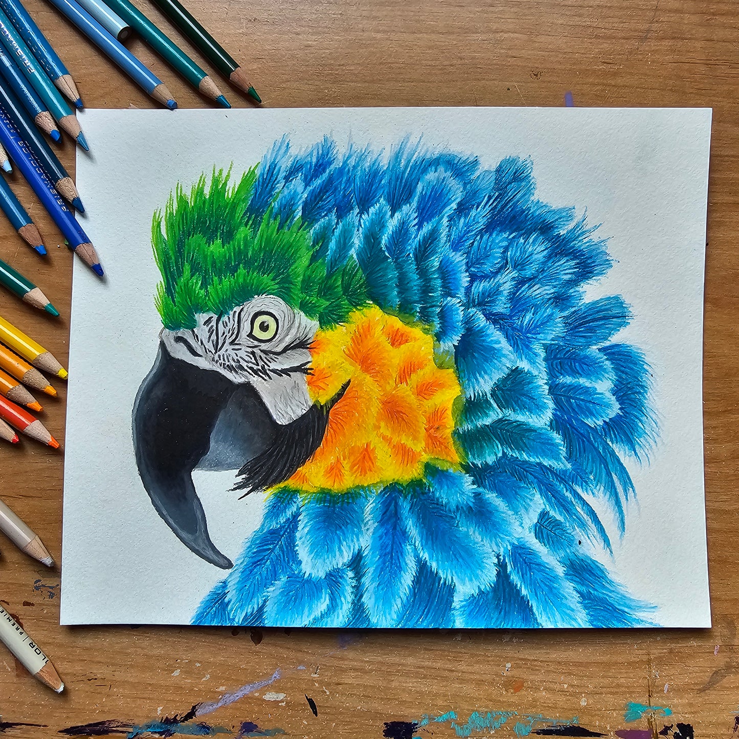 Blue and Golden Macaw Drawing