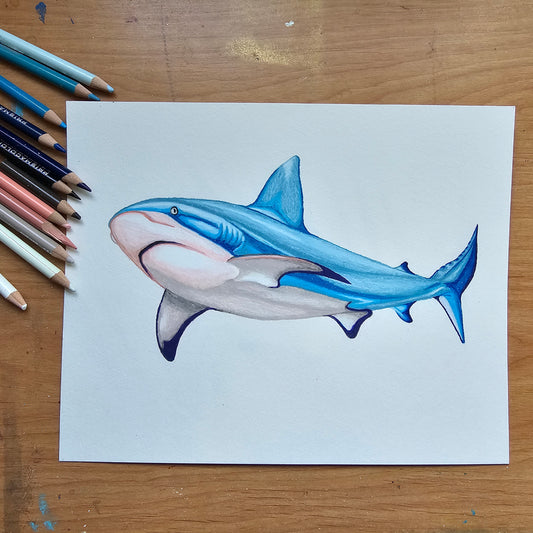 Reef Shark Drawing