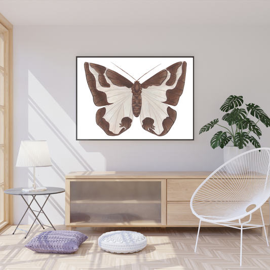 Clouded Border Moth Print