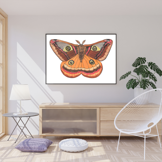 Emperor Moth Print