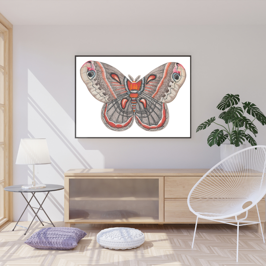 Cecropia Moth Print