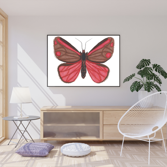 Cinnabar Moth Print