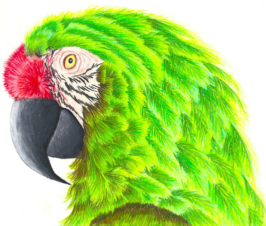 Green Military Macaw Print
