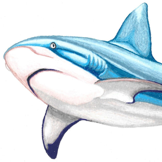 Reef Shark Print