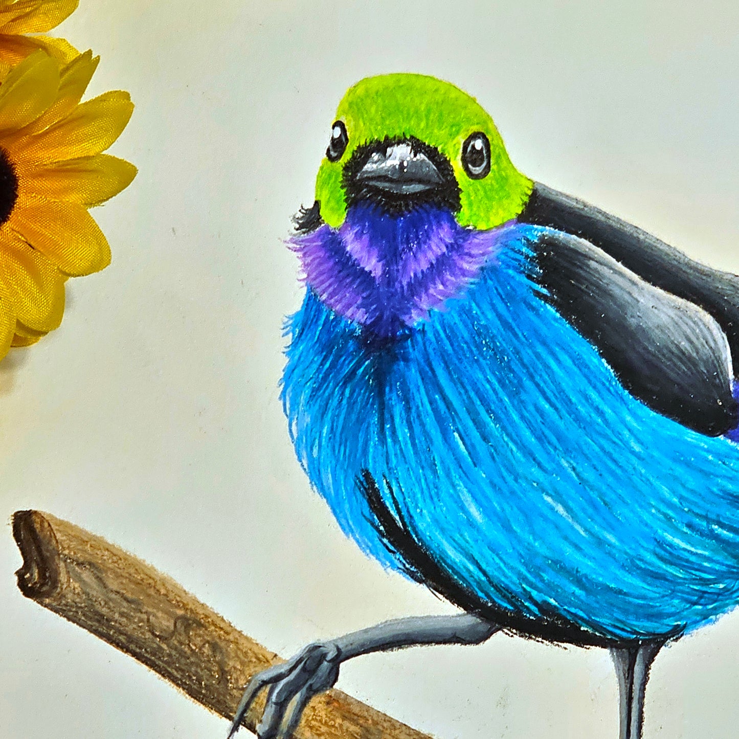 Paradise Tanager Drawing
