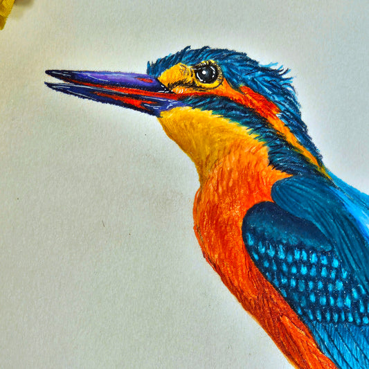 Kingfisher Drawing