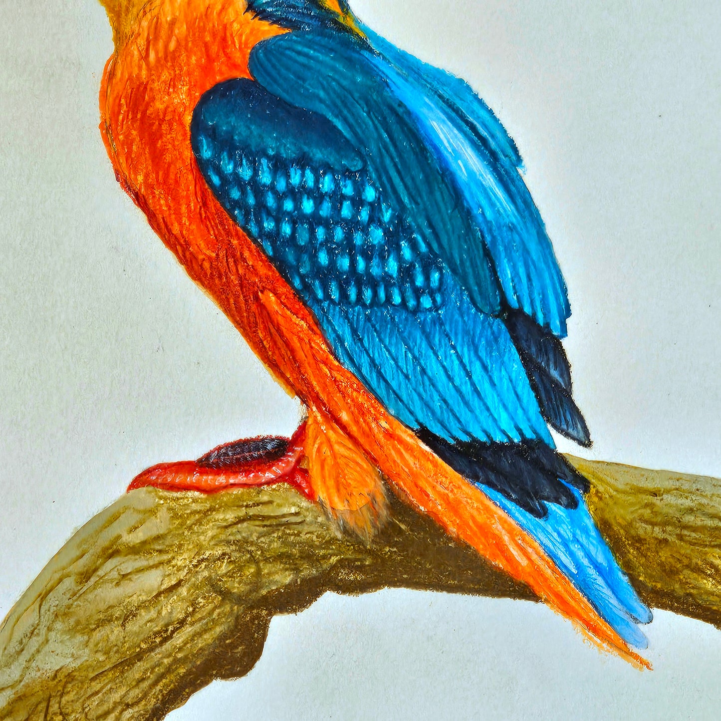 Kingfisher Drawing