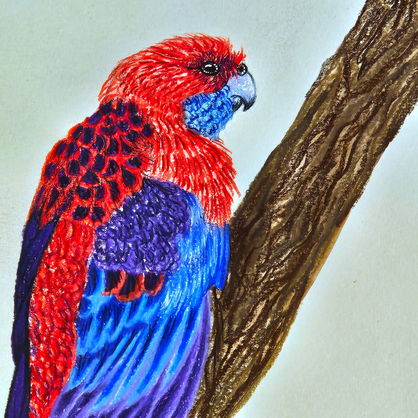Crimson Rosella Drawing