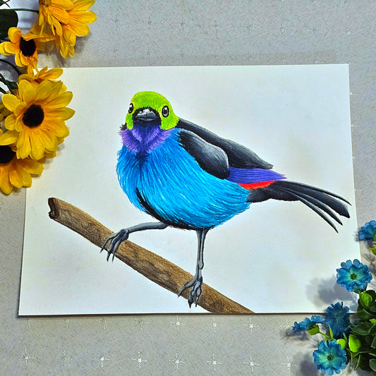 Paradise Tanager Drawing