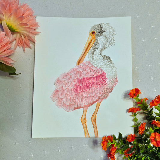 Roseate Spoonbill Drawing