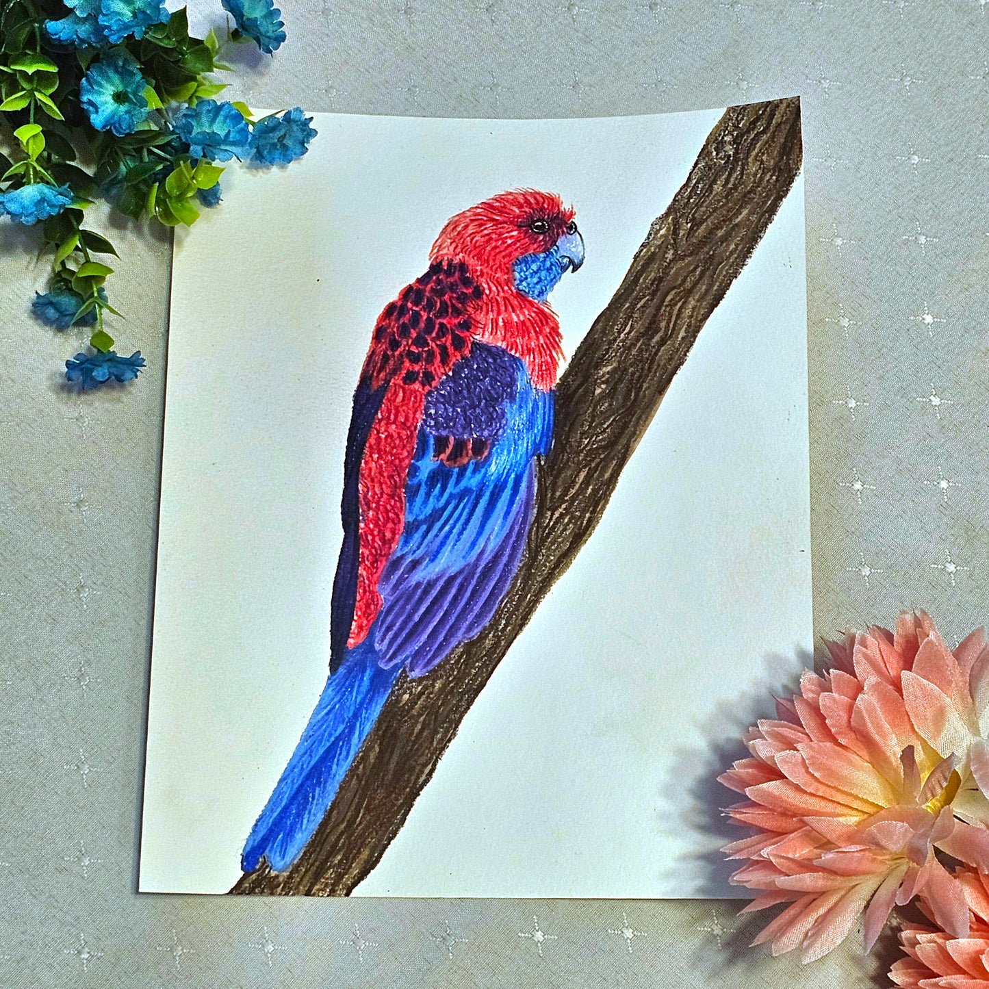 Crimson Rosella Drawing