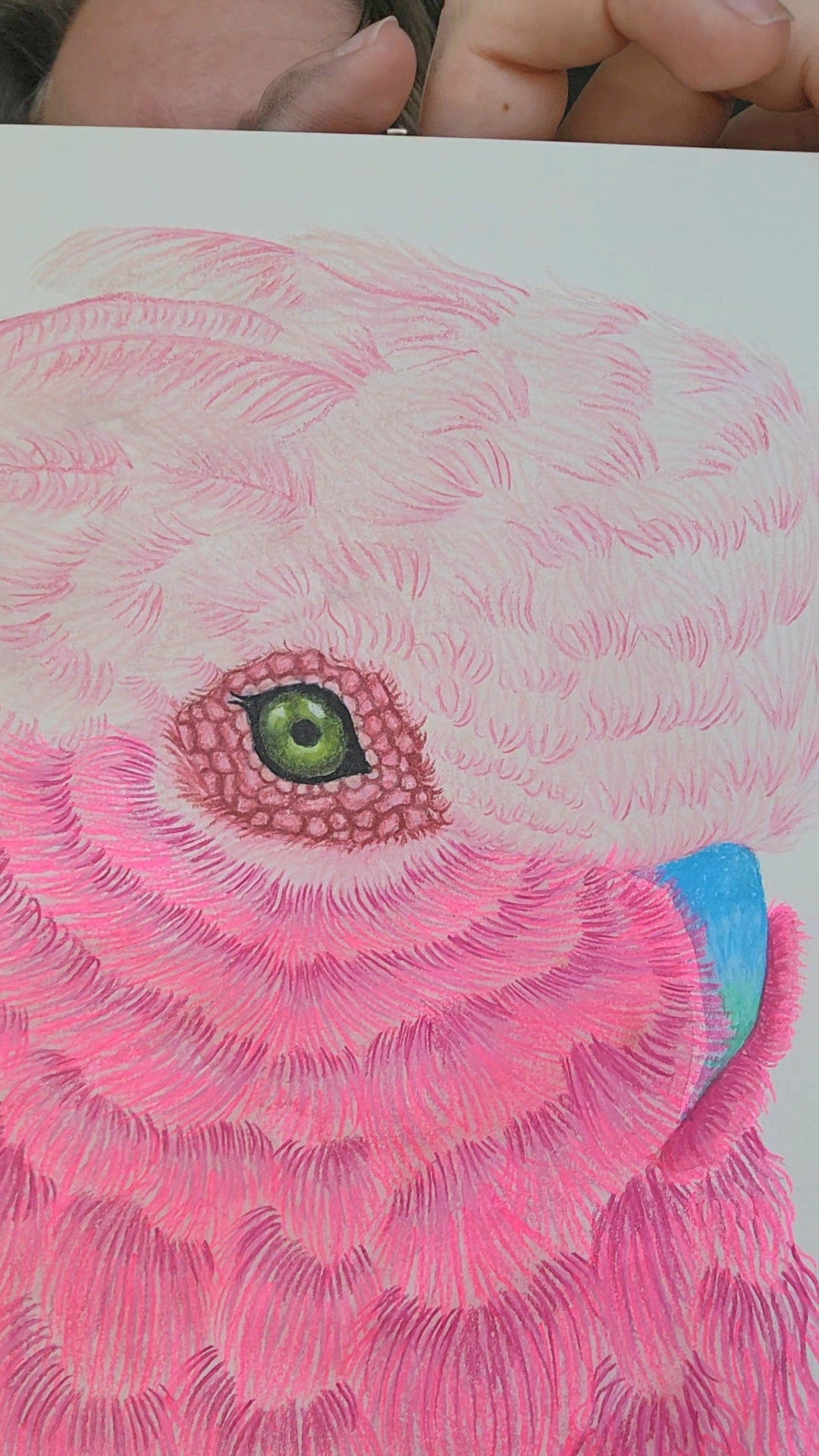 Galah Bird