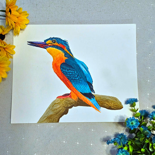 Kingfisher Drawing