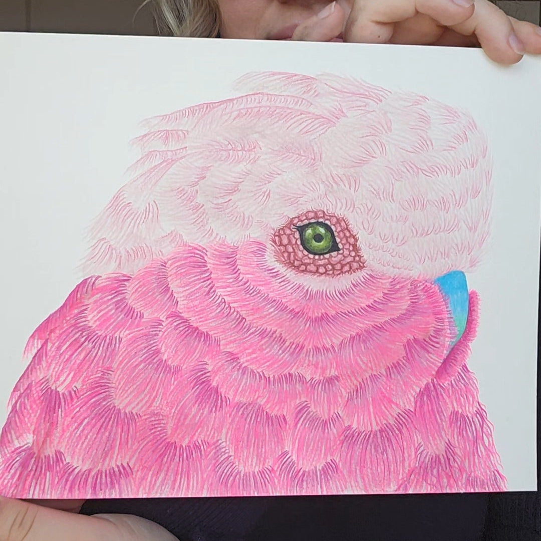 Galah Bird