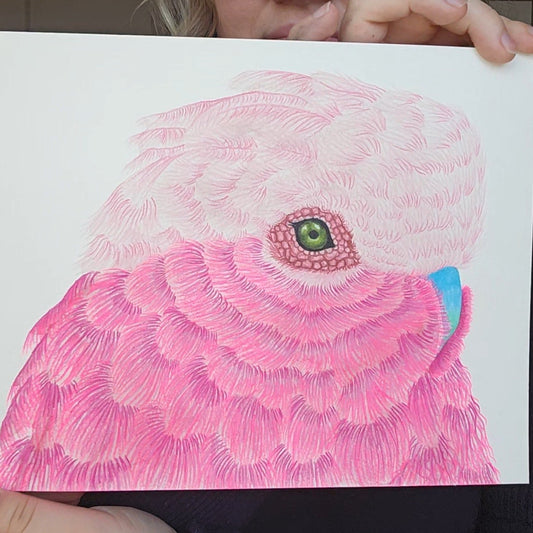 Galah Bird