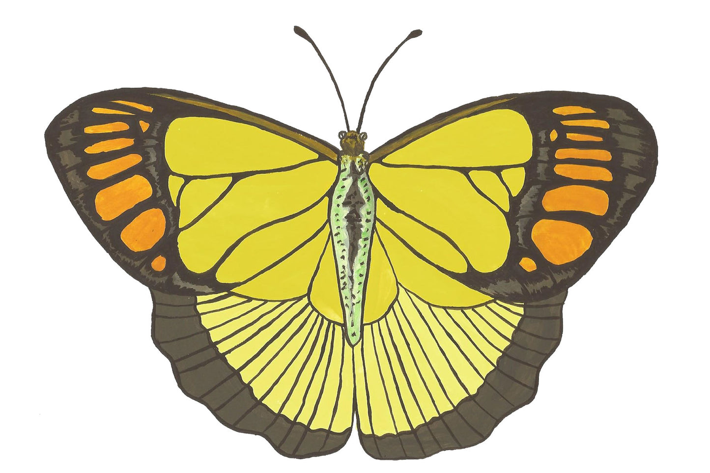 Yellow Orange Tip Butterfly Print